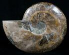 Wide Cleoniceras Ammonite (Half) #5945-1